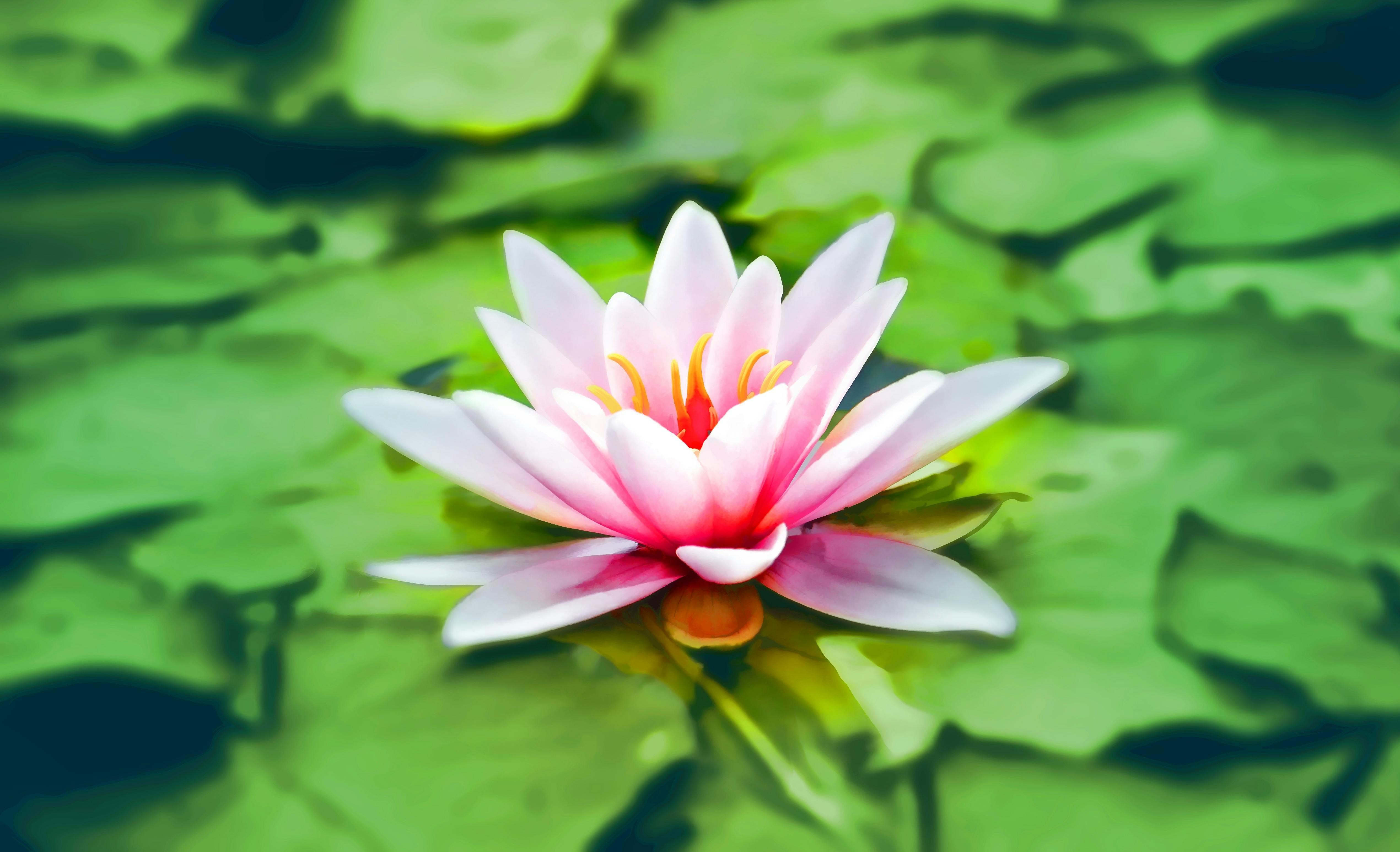 Lotus leaf is our symbol
